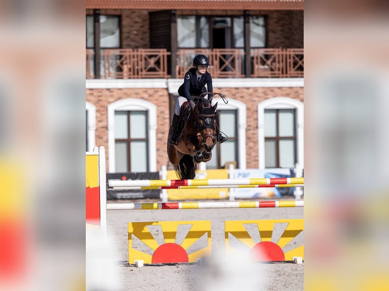 Belgian Warmblood Mare 11 years 16 hh Bay in Бровари