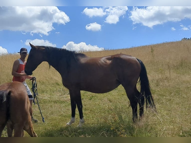 Belgian Warmblood Mare 11 years 16 hh Brown in Bad König