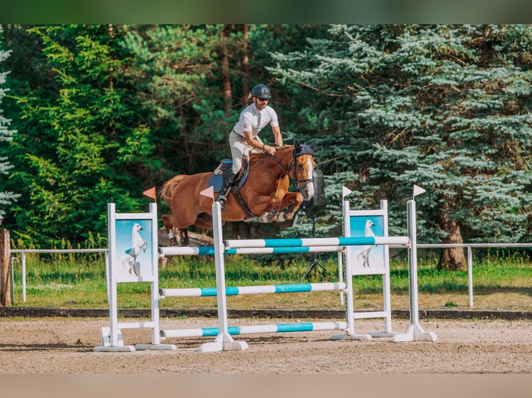 Belgian Warmblood Mare 11 years 16 hh Chestnut-Red in Serock
