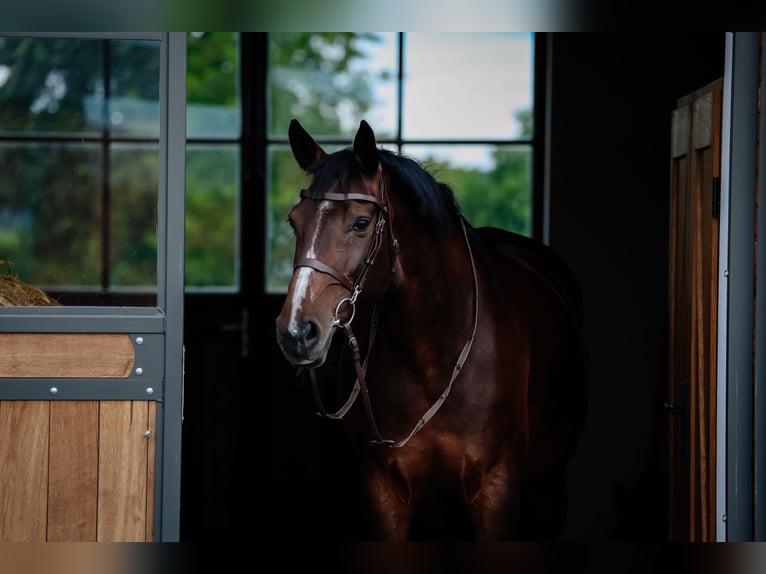Belgian Warmblood Mare 11 years 16 hh Smoky-Black in Siedmiorogów Drugi