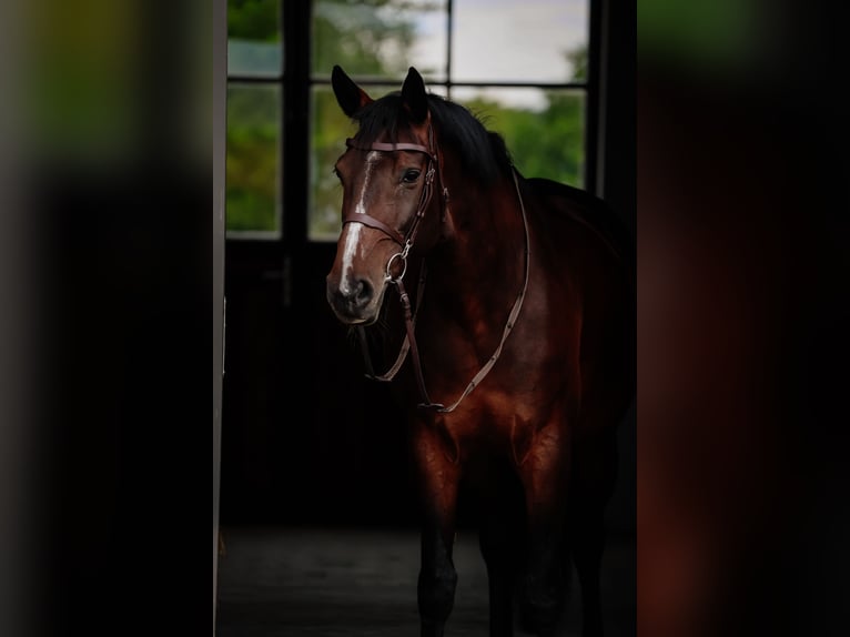 Belgian Warmblood Mare 11 years 16 hh Smoky-Black in Siedmiorogów Drugi