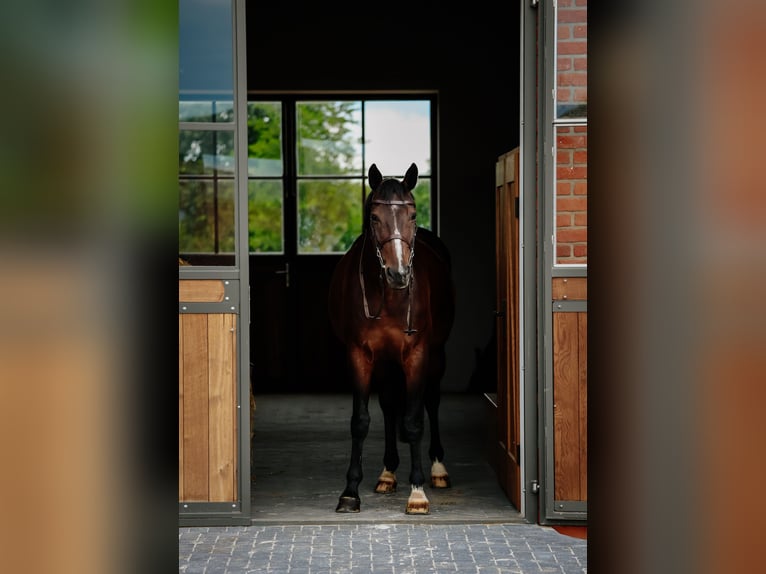Belgian Warmblood Mare 11 years 16 hh Smoky-Black in Siedmiorogów Drugi
