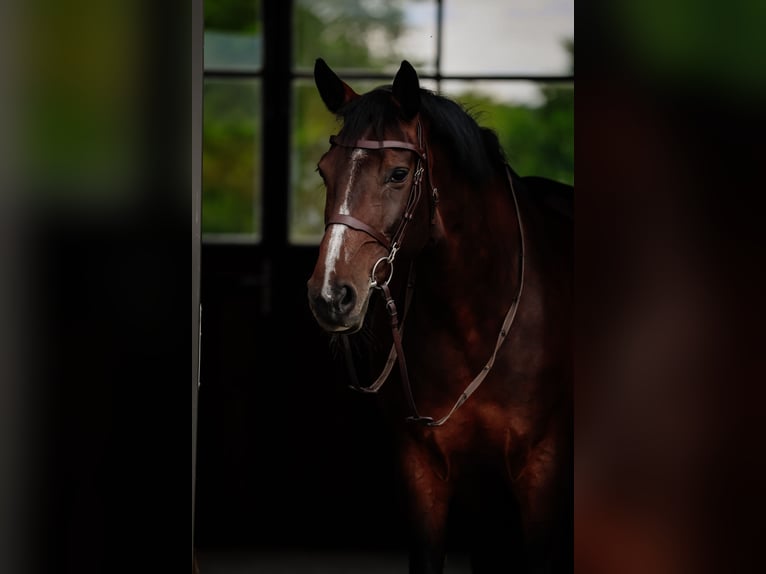 Belgian Warmblood Mare 11 years 16 hh Smoky-Black in Siedmiorogów Drugi