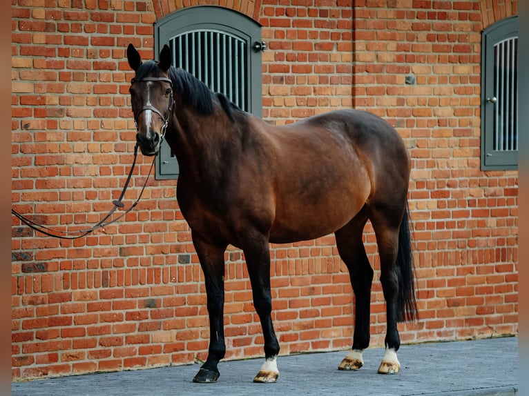 Belgian Warmblood Mare 11 years 16 hh Smoky-Black in Siedmiorogów Drugi