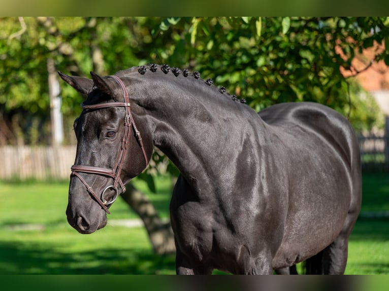 Belgian Warmblood Mare 11 years 16,1 hh Bay-Dark in GROTE-BROGEL