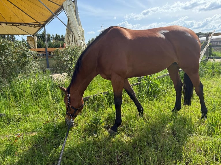 Belgian Warmblood Mare 11 years 16,2 hh Brown-Light in AREZZO