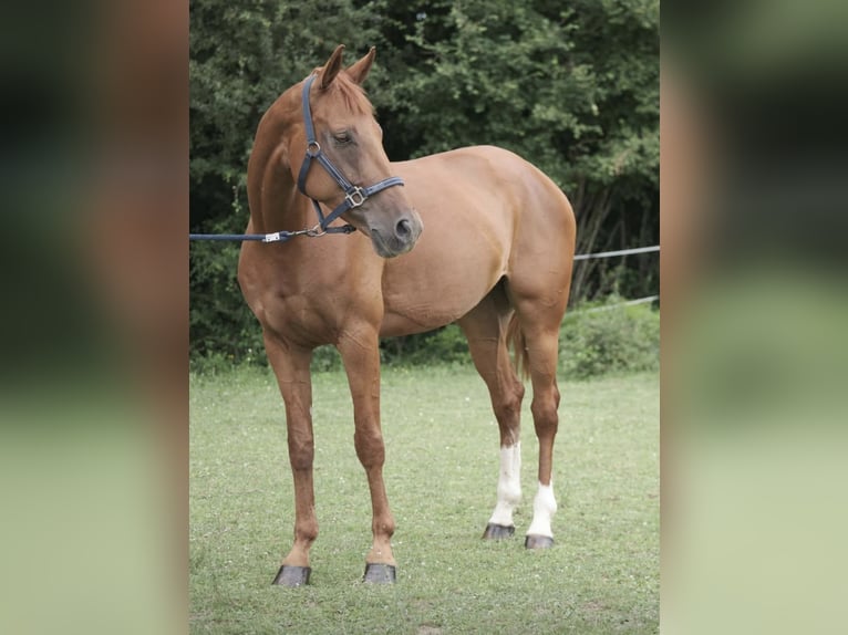 Belgian Warmblood Mare 11 years 17 hh Chestnut-Red in Cleppé