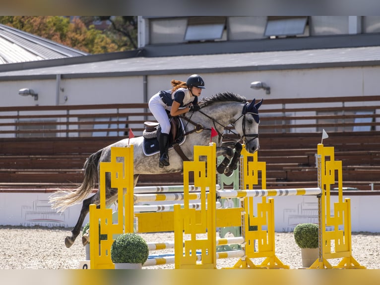 Belgian Warmblood Mare 11 years 17 hh Gray in Szigetszentmárton