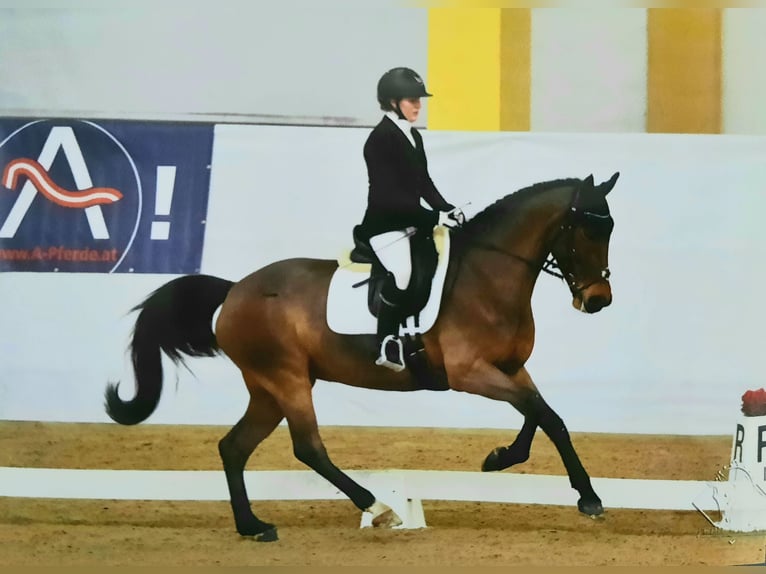 Belgian Warmblood Mare 12 years 15,2 hh Bay-Dark in Mattighofen