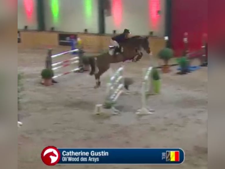 Belgian Warmblood Mare 12 years 15.3 hh Chestnut in Forville