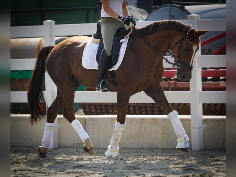 Belgian Warmblood Mare 12 years 16,1 hh Chestnut in Nettersheim