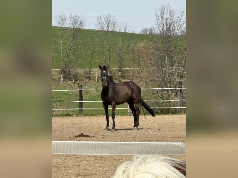 Belgian Warmblood Mare 12 years 16.2 hh Black in Kirchschlag i.d. buckligen Welt