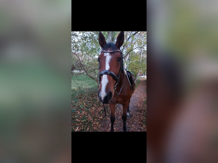 Belgian Warmblood Mare 12 years 16,2 hh Brown in Ried-Brig