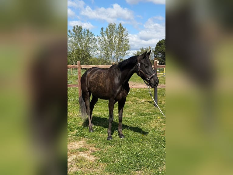 Belgian Warmblood Mare 12 years 16 hh Bay-Dark in Perpignan