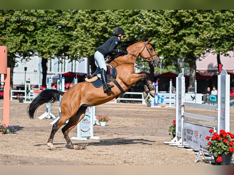 Belgian Warmblood Mare 12 years 16 hh Bay in Helsinki