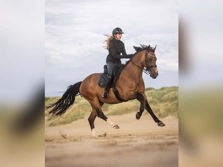 Belgian Warmblood Mare 12 years 16,1 hh Bay in Moerbeke-Waas