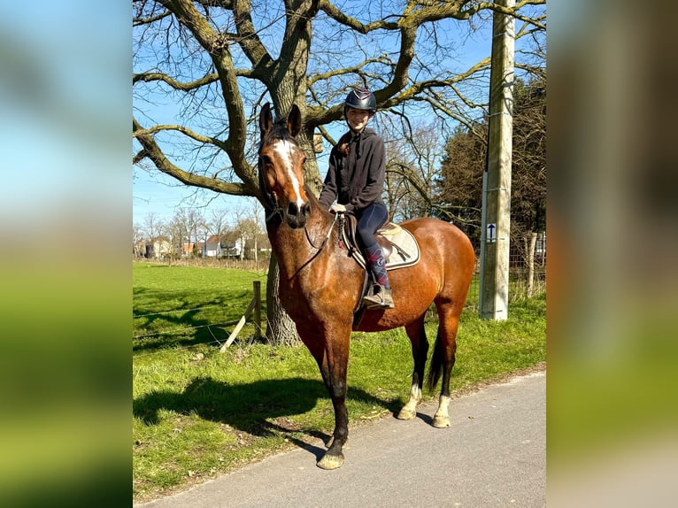 Belgian Warmblood Mare 12 years 17 hh Brown in Bornem