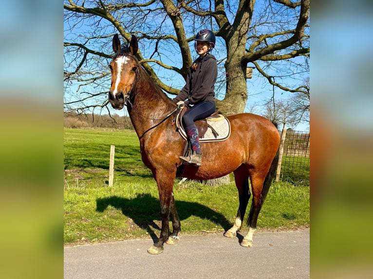 Belgian Warmblood Mare 12 years 17 hh Brown in Bornem