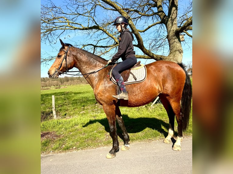 Belgian Warmblood Mare 12 years 17 hh Brown in Bornem