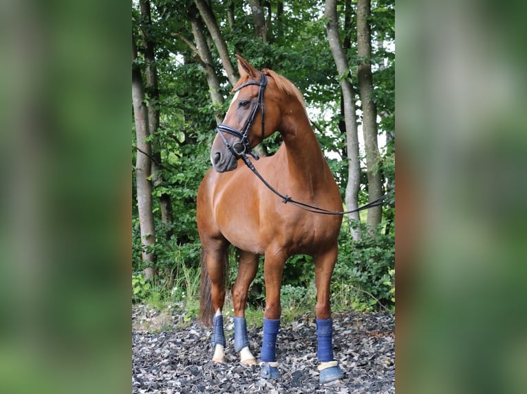 Belgian Warmblood Mare 13 years 15,3 hh Chestnut-Red in Niederkassel