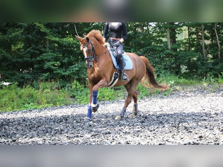 Belgian Warmblood Mare 13 years 15,3 hh Chestnut-Red in Niederkassel