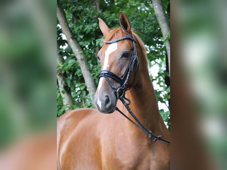 Belgian Warmblood Mare 13 years 15,3 hh Chestnut-Red in Niederkassel