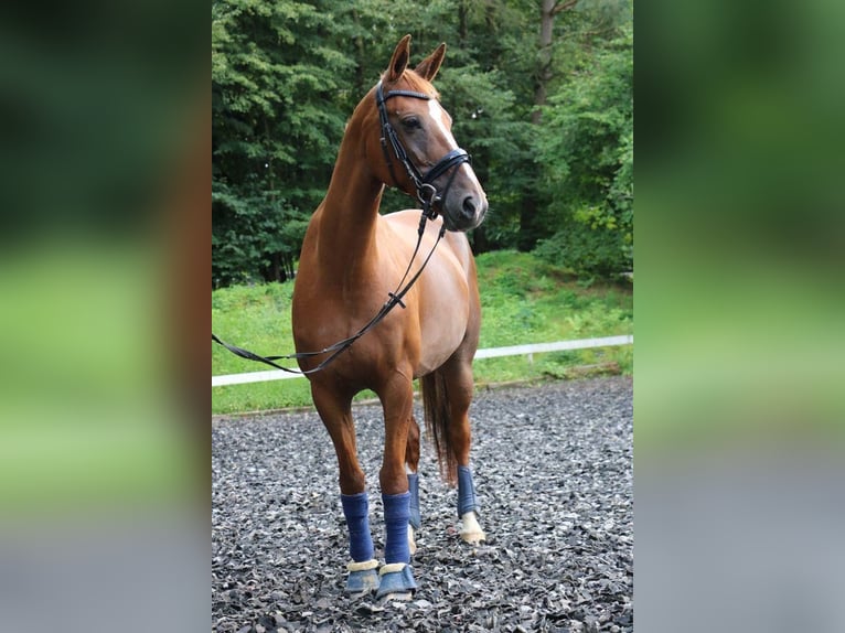 Belgian Warmblood Mare 13 years 15,3 hh Chestnut-Red in Niederkassel