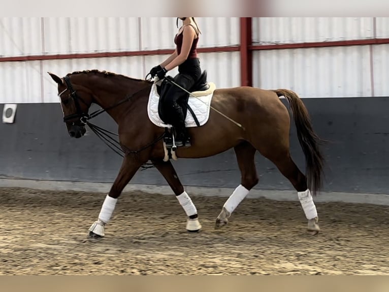 Belgian Warmblood Mare 13 years 15,3 hh Chestnut-Red in Niederkassel