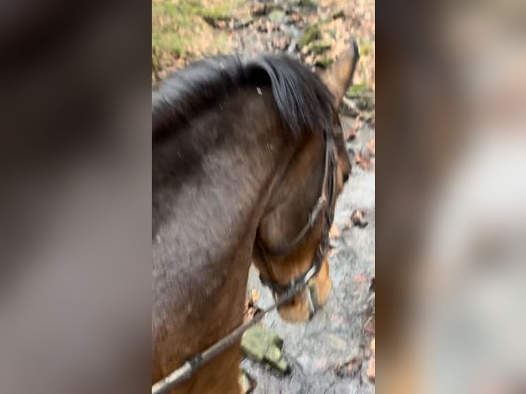 Belgian Warmblood Mare 13 years 15,2 hh Bay-Dark in Sprimont