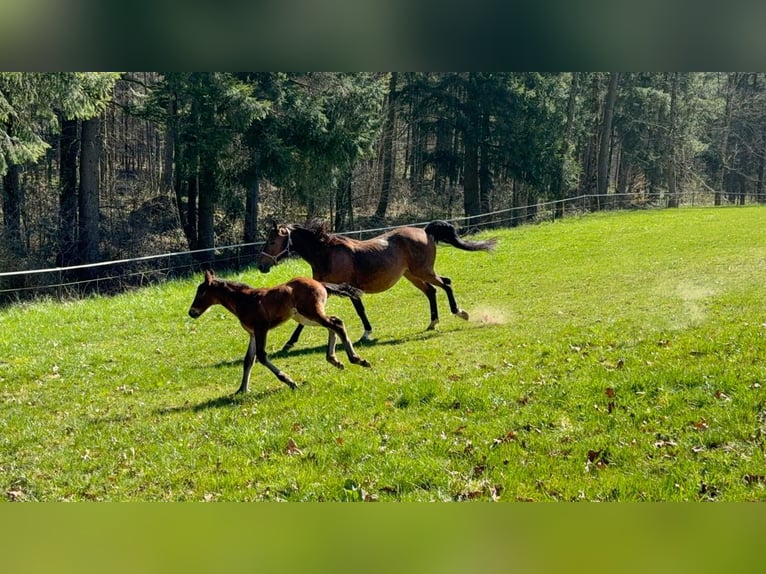 Belgian Warmblood Mare 13 years 15,2 hh Bay-Dark in Sprimont