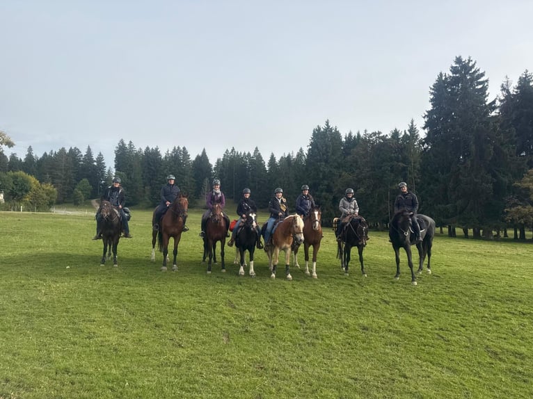 Belgian Warmblood Mare 13 years 16.1 hh Brown in Alterswil FR