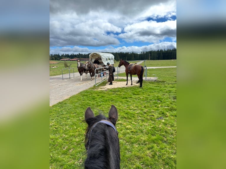 Belgian Warmblood Mare 13 years 16.1 hh Brown in Alterswil FR
