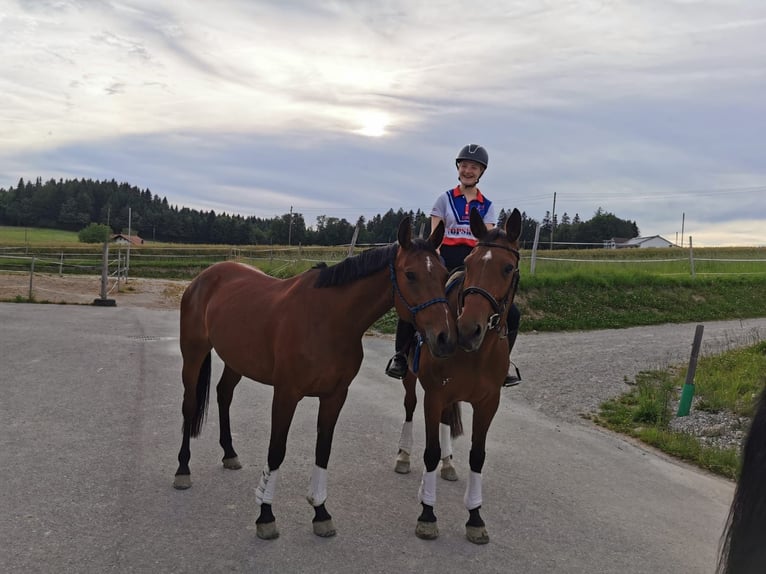 Belgian Warmblood Mare 13 years 16.1 hh Brown in Alterswil FR