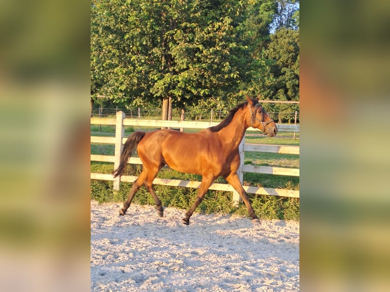 Belgian Warmblood Mare 13 years 16,1 hh Brown in Sint-Truiden