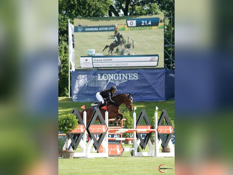 Belgian Warmblood Mare 13 years 16.1 hh Brown in Neuenhagen bei Berlin