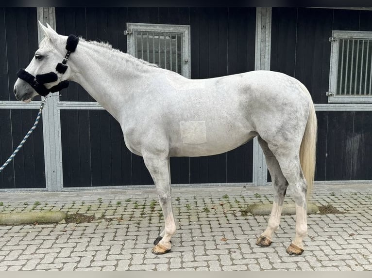 Belgian Warmblood Mare 13 years 16,1 hh Gray in GROTE-BROGEL