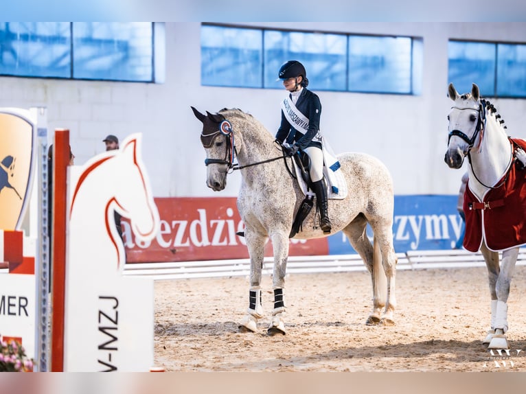 Belgian Warmblood Mare 13 years 16.1 hh Grey-Fleabitten in Augustówek