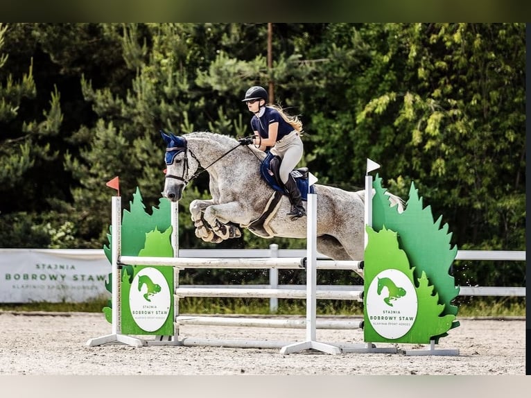Belgian Warmblood Mare 13 years 16.1 hh Grey-Fleabitten in Augustówek
