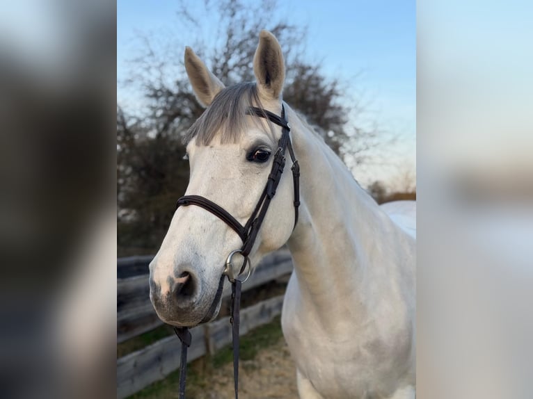 Belgian Warmblood Mare 13 years 16 hh Grey in Sersheim