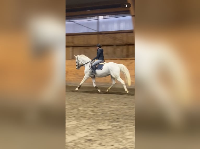 Belgian Warmblood Mare 13 years 16 hh White in Sandefjord