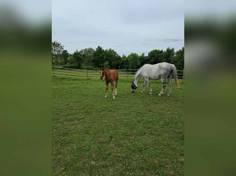 Belgian Warmblood Mare 13 years 17 hh Grey in Bois de Halleux 861  Charneux