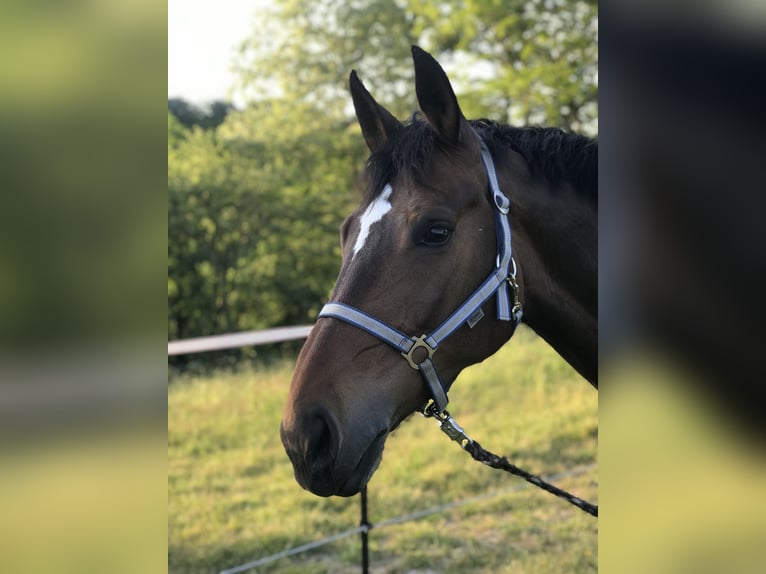 Belgian Warmblood Mare 13 years Brown in Essen