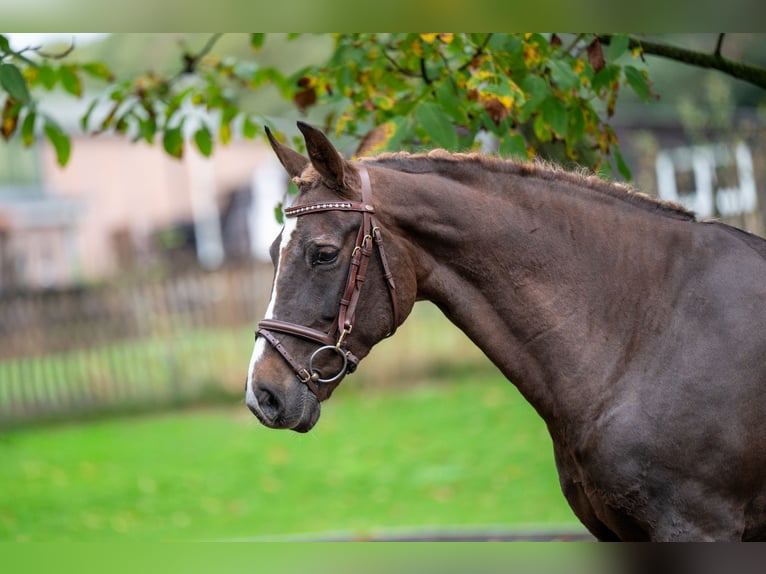 Belgian Warmblood Mare 14 years 14,2 hh Chestnut in GROTE-BROGEL