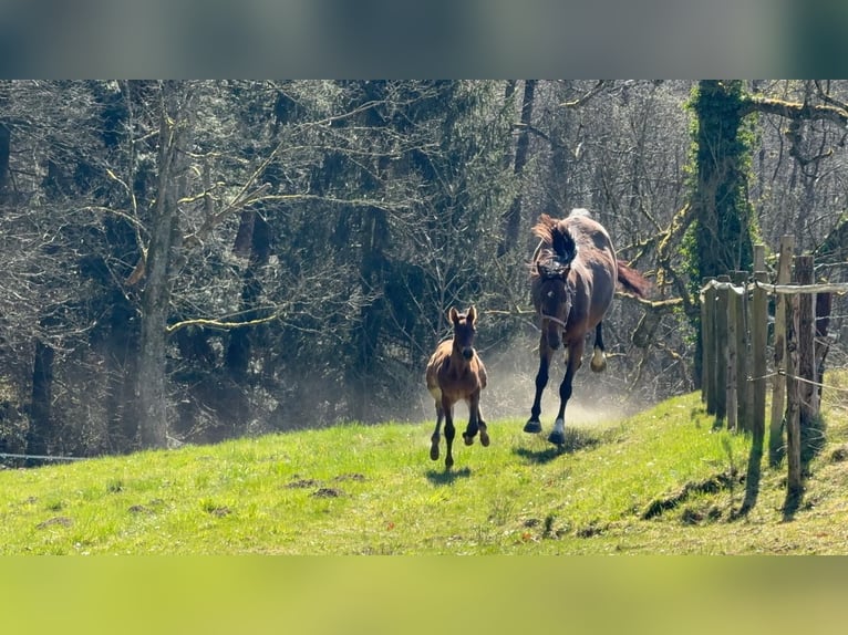 Belgian Warmblood Mare 14 years 15,2 hh Bay-Dark in Sprimont