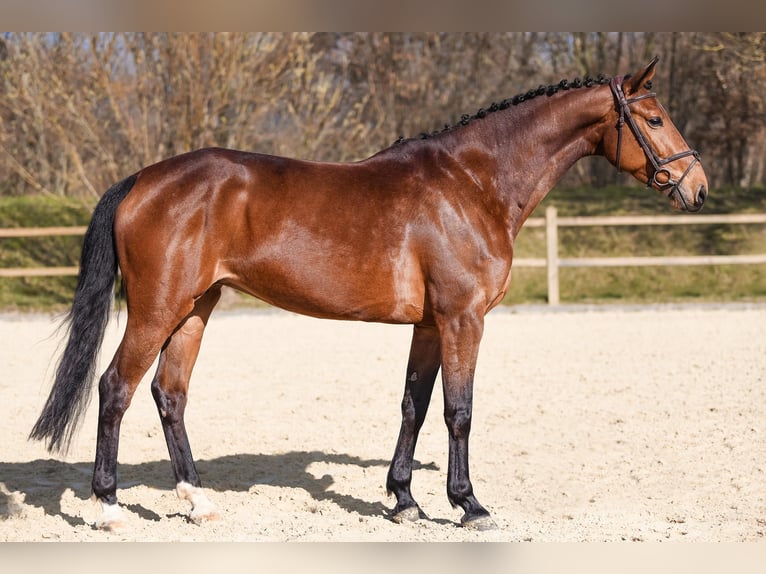 Belgian Warmblood Mare 14 years 16,2 hh Chestnut-Red in Riedstadt