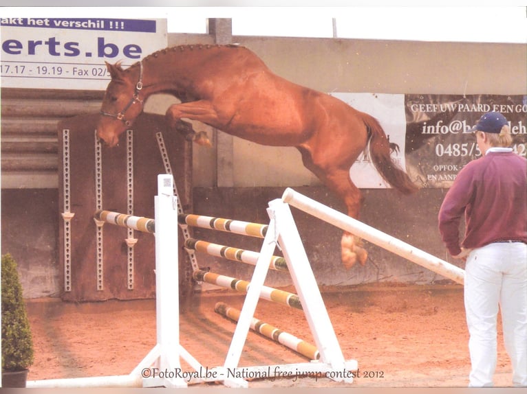 Belgian Warmblood Mare 14 years 16,2 hh Chestnut-Red in Riedstadt