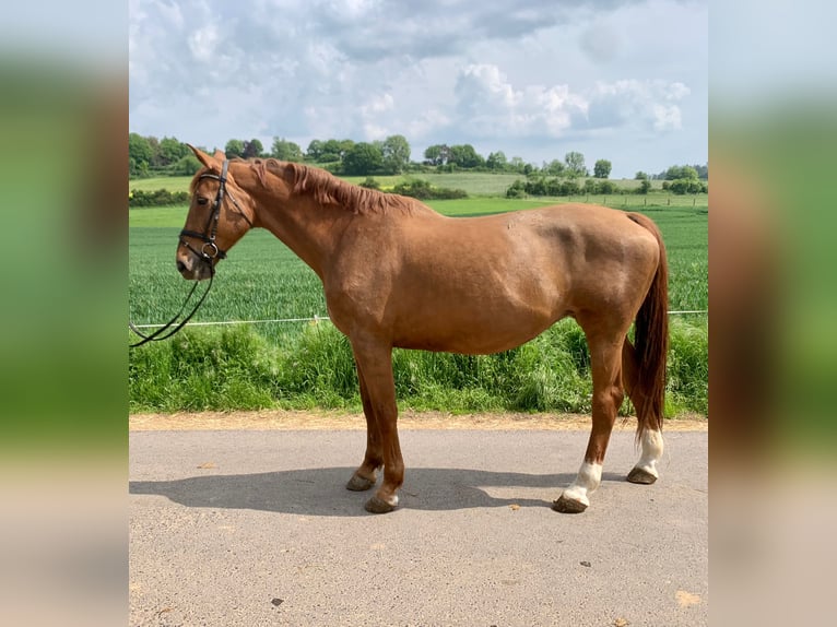 Belgian Warmblood Mare 14 years 16,2 hh Chestnut-Red in Riedstadt