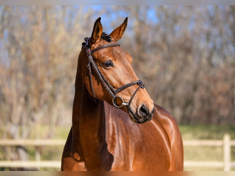 Belgian Warmblood Mare 14 years 16,2 hh Chestnut-Red in Riedstadt