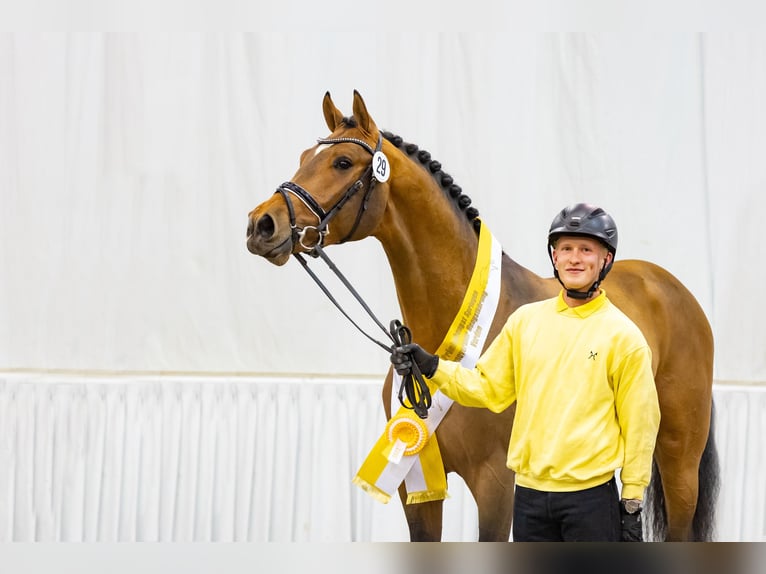 Belgian Warmblood Mare 14 years 16,2 hh Chestnut-Red in Riedstadt