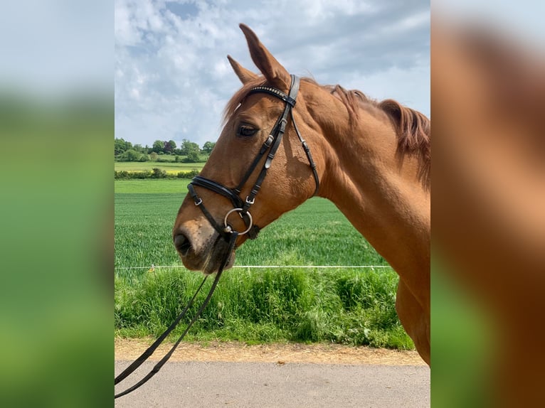 Belgian Warmblood Mare 14 years 16,2 hh Chestnut-Red in Riedstadt